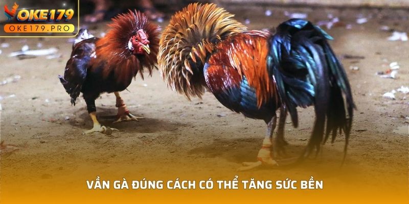 Vần gà đúng cách có thể tăng sức bền