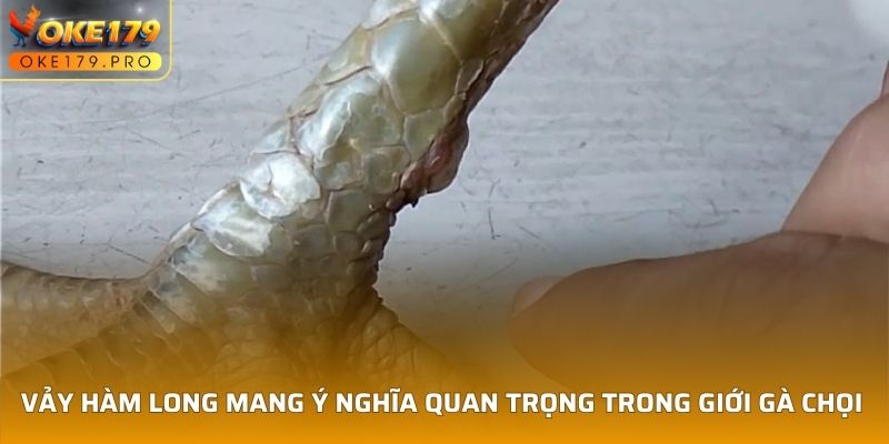 Vảy Hàm Long mang ý nghĩa quan trọng trong giới gà chọi 