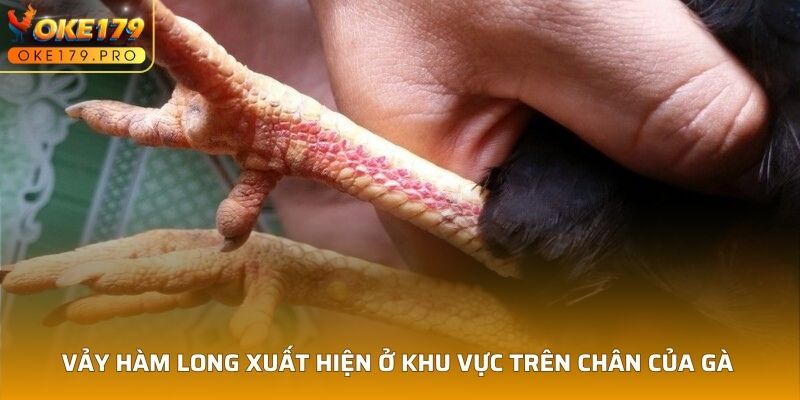 Vảy Hàm Long xuất hiện ở khu vực trên chân của gà 