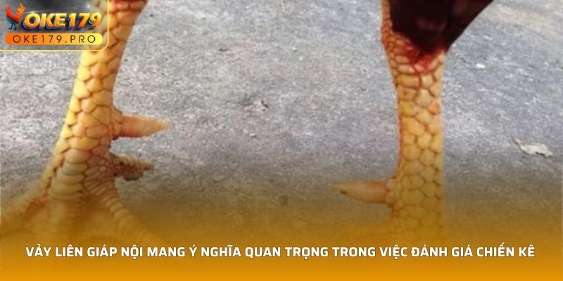 Vảy Liên Giáp Nội mang ý nghĩa quan trọng trong việc đánh giá chiến kê 