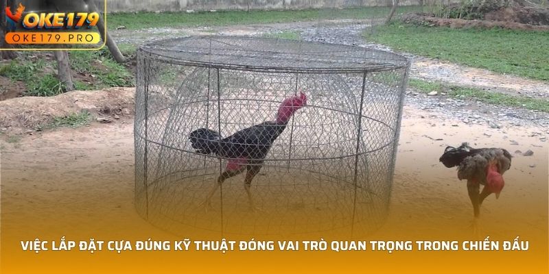 Việc lắp đặt cựa đúng kỹ thuật đóng vai trò quan trọng trong chiến đấu