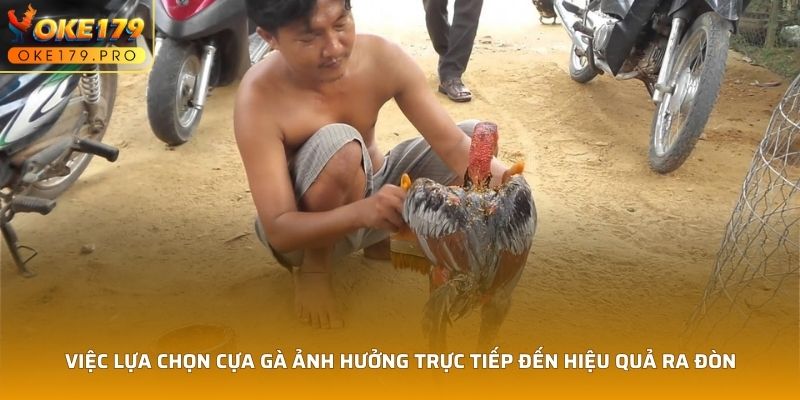 Việc lựa chọn cựa gà ảnh hưởng trực tiếp đến hiệu quả ra đòn