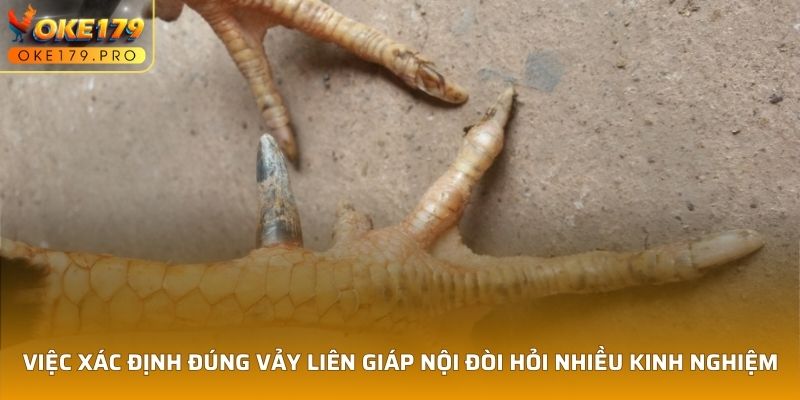 Việc xác định đúng Vảy Liên Giáp Nội đòi hỏi nhiều kinh nghiệm