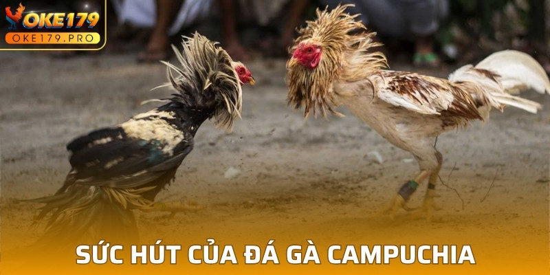 Yếu tố tạo nên danh tiếng đá gà Campuchia